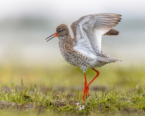 Male Common Redshank displaying while moving through grass