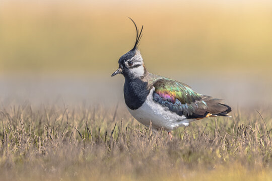 Northern Lapwing Display Behaviour