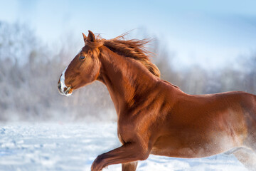 Red horse in winter day