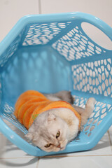 Playful cat wearing orange sweater sits inside blue laundry basket, showcasing its curious expression and unique outfit. scene captures lighthearted moment of feline fun