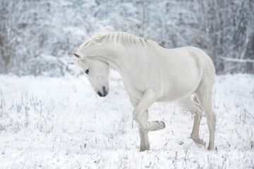White horse run fast in snow
