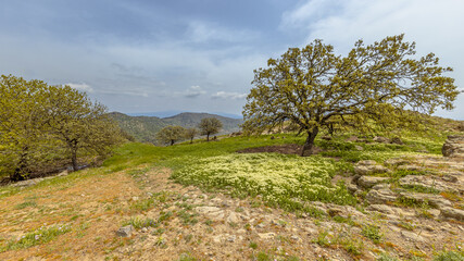 Spring landscape in the mountains of Lesbos