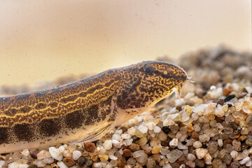 Spined loach in water