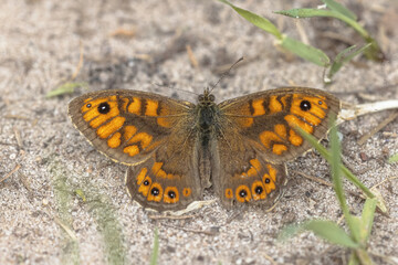 Wall Brown Butterfly Lasiommata megera