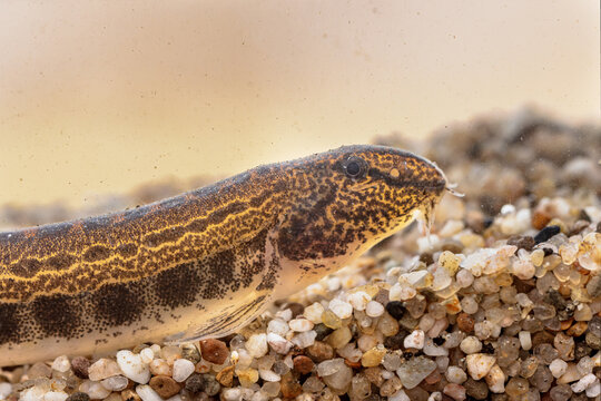 Spined loach in water