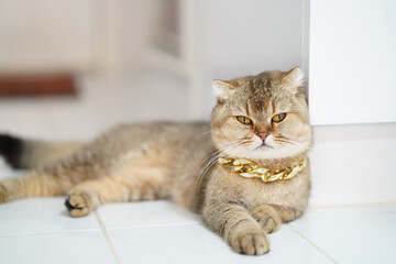 Stylish cat with golden chain collar lounges on clean, white tiled floor, exuding sense of elegance and charm. Its fur is soft and well groomed, showcasing blend of colors