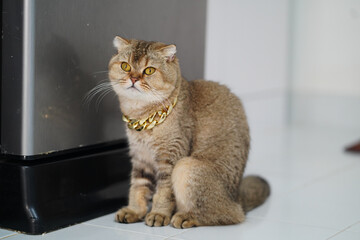 Stylish cat with golden chain sits beside metallic appliance, showcasing its unique fur and expressive eyes. setting is bright and modern, highlighting cat charm and elegance