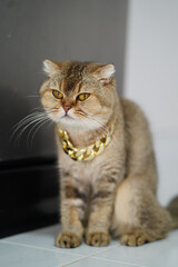 Stylish cat with golden chain necklace sits gracefully on tiled floor, showcasing its unique personality and charm. cat fur is soft and well groomed, adding to its fashionable appearance