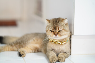 Regal cat lounges on tiled floor, showcasing luxurious golden chain around its neck. feline exudes air of confidence and elegance, with its striking fur and expressive eyes