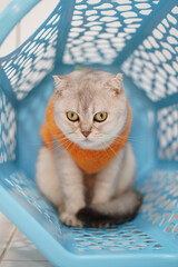 Fluffy cat sits inside blue laundry basket, wearing orange sweater. cat has striking green eyes and curious expression, creating playful and cozy atmosphere