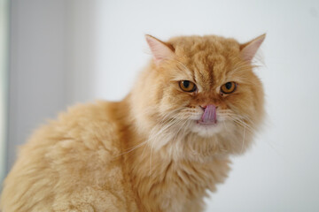 Fluffy orange cat with playful expression, licking its lips. cat fur is soft and thick, showcasing beautiful golden hue. Its eyes are bright and curious, adding to its charming demeanor