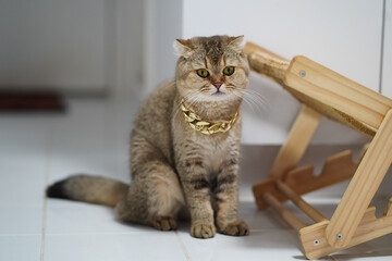 Stylish cat with golden necklace sits beside wooden cat scratcher in bright indoor space. cat expression is curious and playful, adding charm to scene