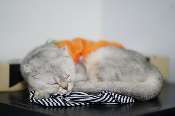 Sleeping cat rests peacefully on striped fabric, showcasing its soft fur and relaxed posture. cozy environment adds sense of tranquility and warmth to scene
