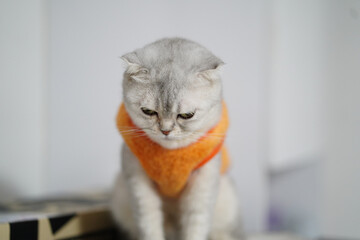 Gray cat wearing orange sweater sits with thoughtful expression. soft fur and unique features of cat create adorable and charming appearance
