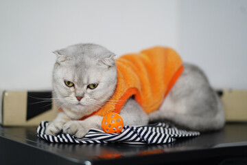 Fluffy cat wearing orange sweater rests on striped cloth, with small orange ball nearby. cat appears calm and contemplative, creating cozy atmosphere