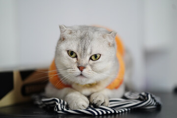 Fluffy cat with unique features resting on striped fabric, displaying calm demeanor. cat striking green eyes and soft fur create adorable and serene atmosphere