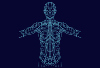Detailed Anatomical Representation of the Human Muscular System Highlighting Muscle Groups and Nerve Pathways in a Simplified Diagram for Educational Purposes