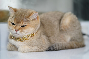 Fluffy cat with golden chain necklace rests comfortably on surface, exuding calm and regal demeanor. Its soft fur and relaxed posture create serene atmosphere
