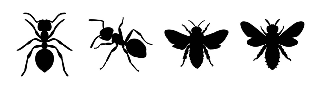 Vector silhouette illustration of ants and grasshoppers insects set entomology biology study