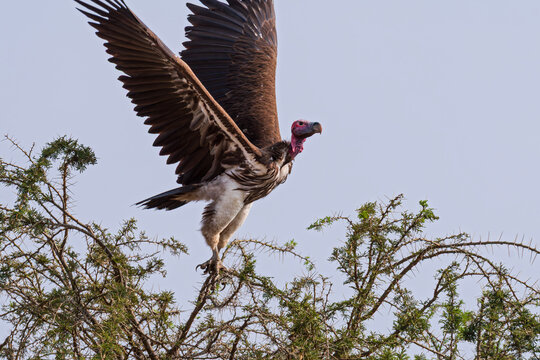 lappet-faced vulture or torgos tracheliotos with wings spread preparing for flight at serengeti national park tanzania