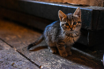 Curious kitten sitting on the ground in soft natural light