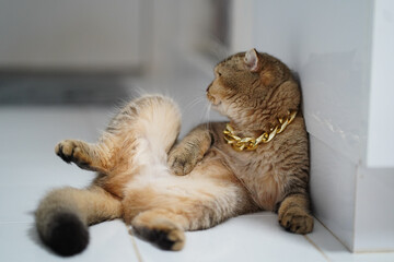 Relaxed cat lounges on tiled floor, showcasing its playful demeanor. feline wears shiny gold chain, adding touch of flair to its casual pose