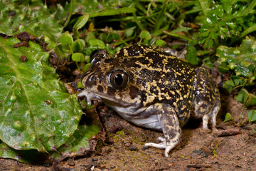 Western spadefoot // Messerfu&szlig; (Pelobates cultripes) - Carrapateira, Portugal