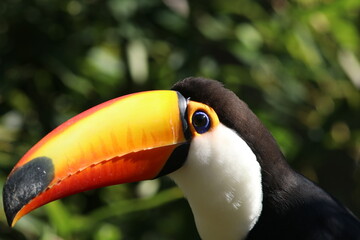 Tucano