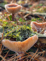 delicate orange cup fungus with dew and gill detail on mossy pine litter, morning light and droplets create soft bokeh and moist