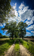 A scenic dirt road lined with tall trees, leading into the vibrant countryside beneath a clear blue sky