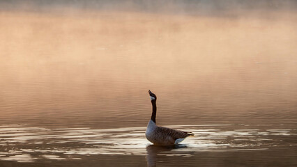 Canada Goose preying in water in the early morning