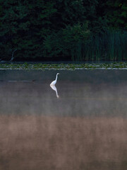 Egret preying in water in the early morning