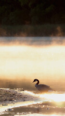 Canada Geese resting on the lake coast in the early morning