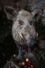 A beautiful large stuffed adult pig with apples at its feet.

