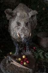 A beautiful large stuffed adult pig with apples at its feet.
