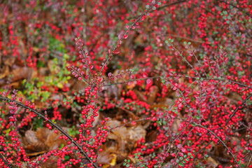 Red fruits of a ground-level shrub on a small branch with leaves after rain.
