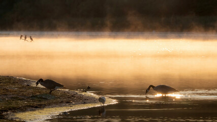 Canada Geese resting on the lake coast in the early morning