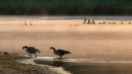 Canada Geese resting on the lake coast in the early morning