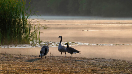 Canada Geese resting on the lake coast in the early morning