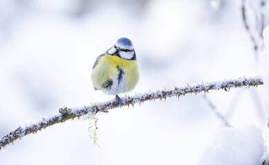 A vivid blue tit Cyanistes caeruleus perches on a snow-dusted branch, showcasing bright yellow...