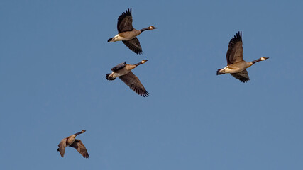 Canada Geese migrate to the South before winter comes