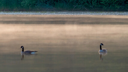 Canada Goose preying in water in the early morning