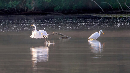 Egret preying in water in the early morning