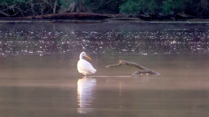 Egret preying in water in the early morning