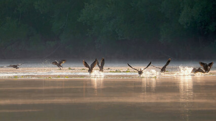 A flock of Canada Geese is taking off from the calm lake in the early morning
