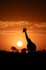 Silhouette of Giraffe at Sunrise in African Savanna © Sajad