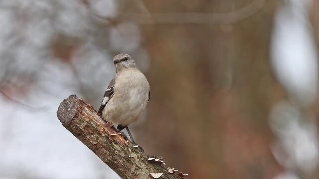 Mocking bird perched on rotten limb. 
