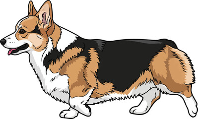 Pembroke Welsh Corgi dog walking relaxed movement side view 