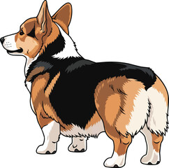 Pembroke Welsh Corgi dog standing rear view looking away pose