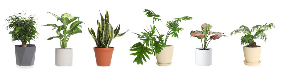 Different house plants in pots isolated on white, collection